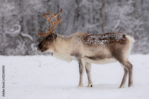 Wild male reindeer with big horns in winter wonderland, Norway