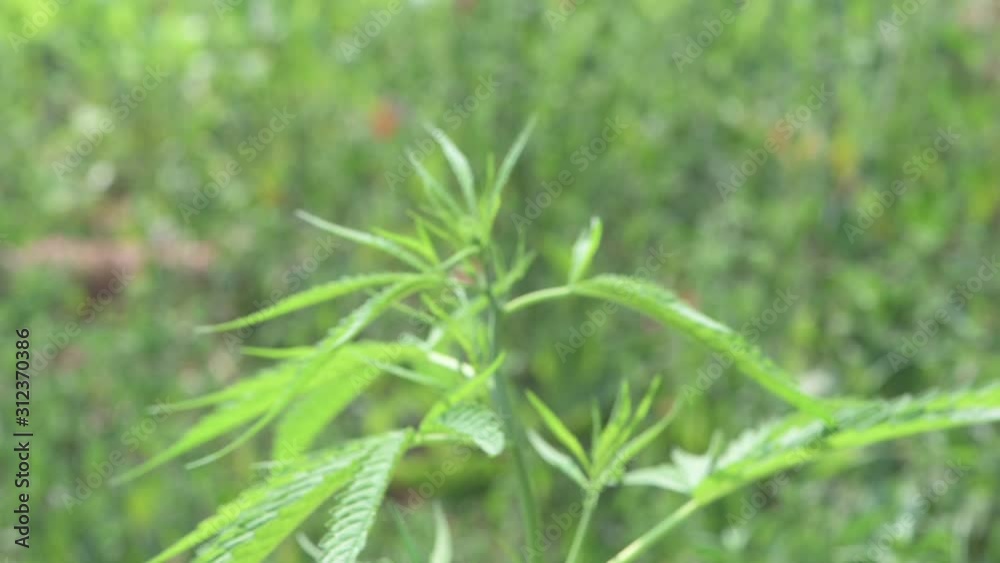 Marijuana leaves cannabis plant tree growing on nature green background Marijuana leaves cannabis plant tree growing on nature green background