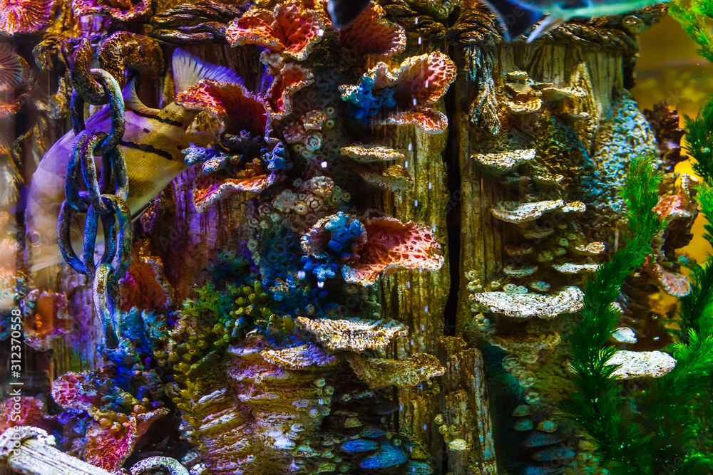 Colourful coral reef in aquarium. Ocean world background