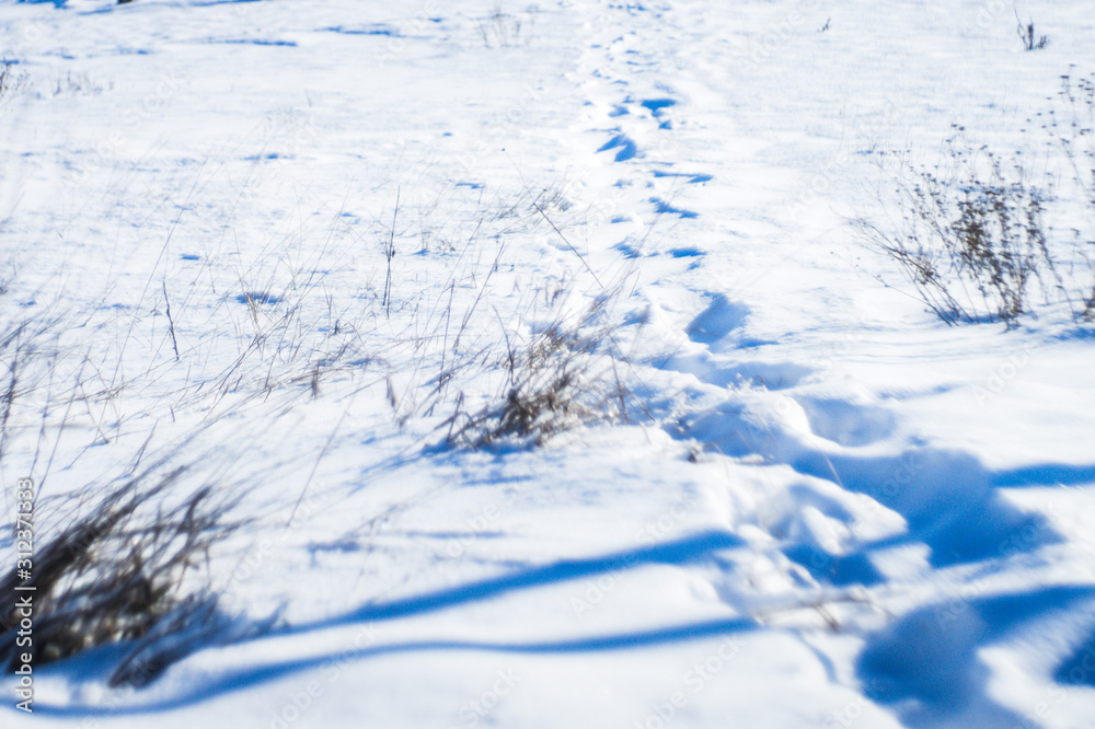 Human footprints on white snow in a frosty field with dry grass, blue shadows. Human footprints on white snow in a frosty field with dry grass, blue shadows.