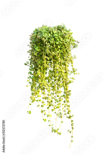 Green leaves tree on isolated background make for frame  product concept.