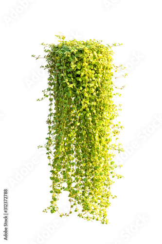 Green leaves tree on isolated background make for frame  product concept.