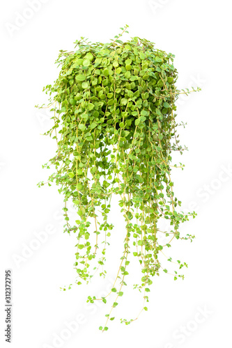 Green leaves tree on isolated background make for frame  product concept.