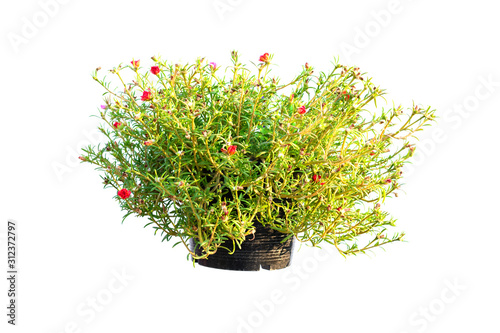 Green leaves tree and flowers on isolated background make for product concept.