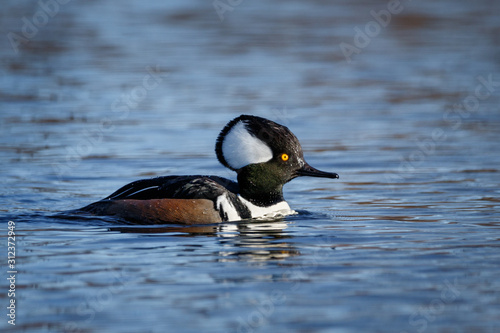 Male hooded merganser floating or swimming on a pond/lake