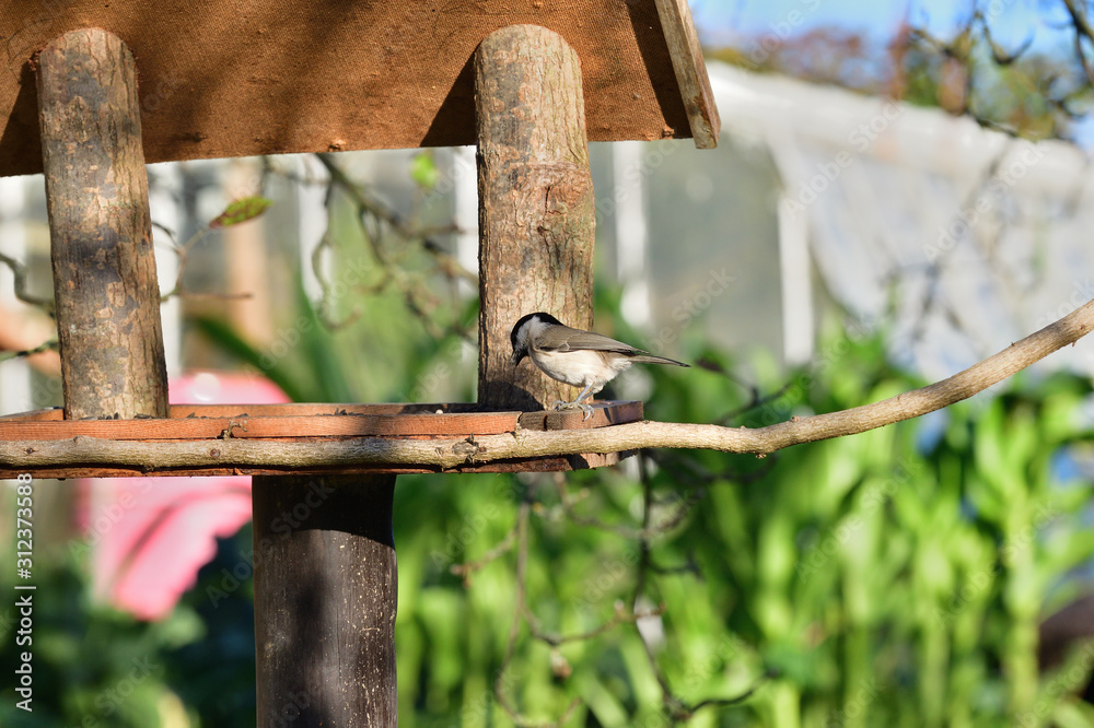 Marsh tit sitting on a feeder rack with sunflower seeds for feeding in autumn Marsh tit sitting on a feeder rack with sunflower seeds for feeding in autumn