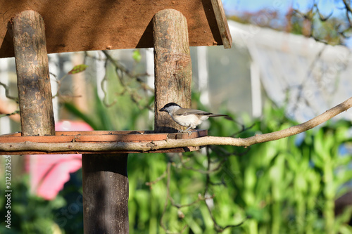 Marsh tit sitting on a feeder rack with sunflower seeds for feeding in autumn