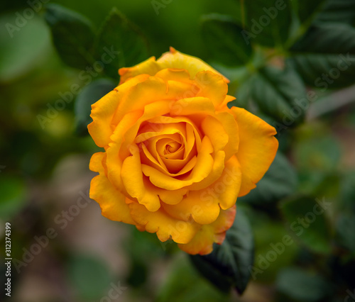 beautiful Yellow rose blooming in summer garden