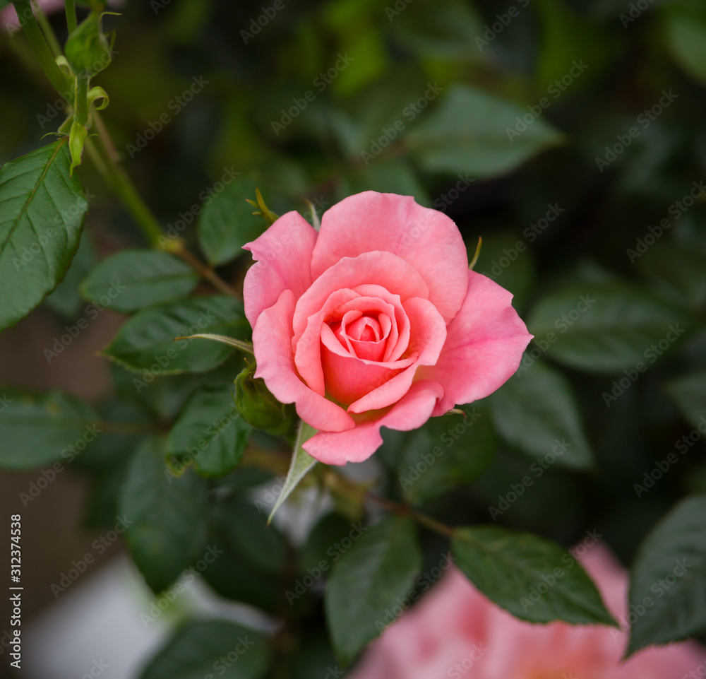 climbing star perfomer pink rose in summer garden climbing star perfomer pink rose in summer garden