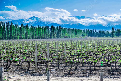 Tupungato (outside Mendoza), Argentina