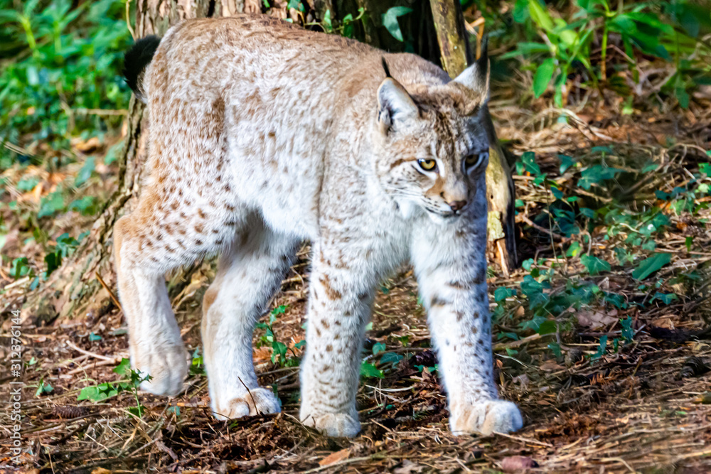 New Forest, Hampshire / UK - 12 29 2019: Lynx in the forest