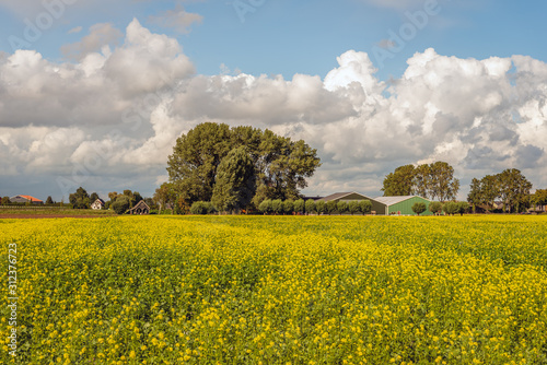 Farmers barns on the background of a yellow flowering rapeseed field