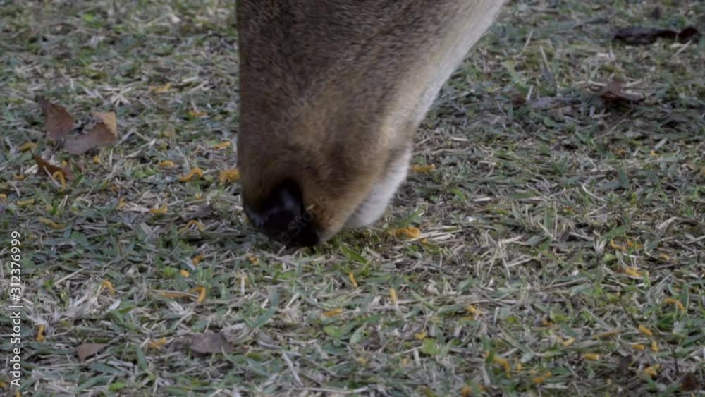 Multiple Japanese Sika deer or doe grazing animal feed in Nara park, close up Multiple Japanese Sika deer or doe grazing animal feed in Nara park, close up