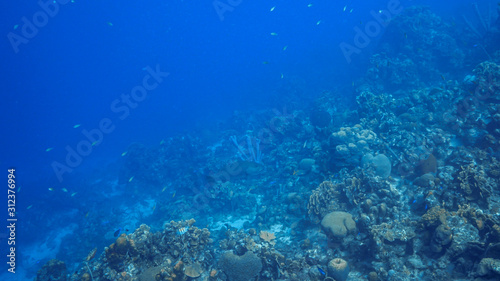Kulka przynęty / ławica ryb w turkusowej wodzie rafy koralowej na Morzu Karaibskim / Curacao