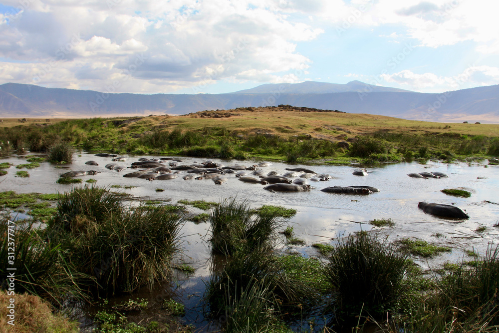 Nilpferde Hippo Pool Ngorongoro Krater Wasserloch