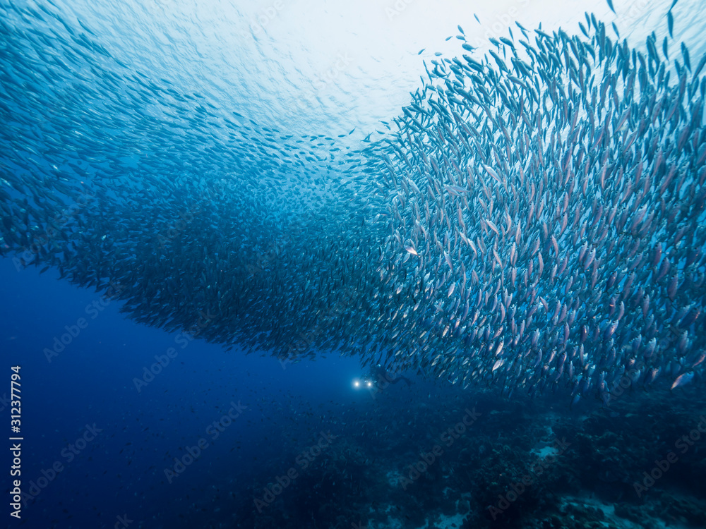 Bait ball / school of fish in turquoise water of coral reef in Caribbean Sea / Curacao Bait ball / school of fish in turquoise water of coral reef in Caribbean Sea / Curacao