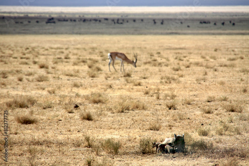 Ngorongoro Krater Springbock grasend Gnus in Migration © Harald