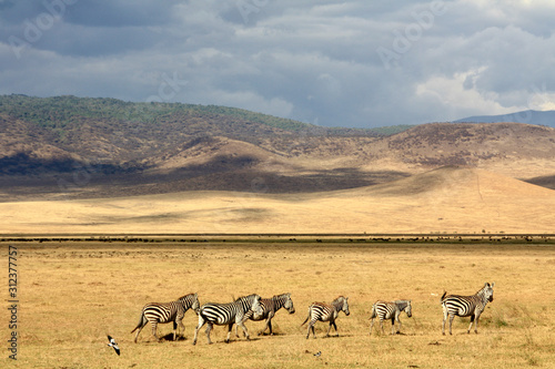 Ngorongoro Krater Herde Zebras Wolken