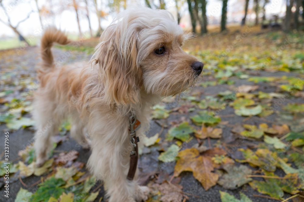 Cockerpoodle beim Gassi im Herbstlaub Cockerpoodle beim Gassi im Herbstlaub