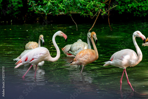 The American flamingo  Phoenicopterus ruber is a large species of flamingo