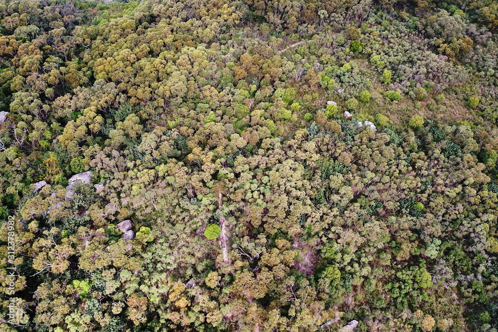Dense eucalyptus forest in Australia