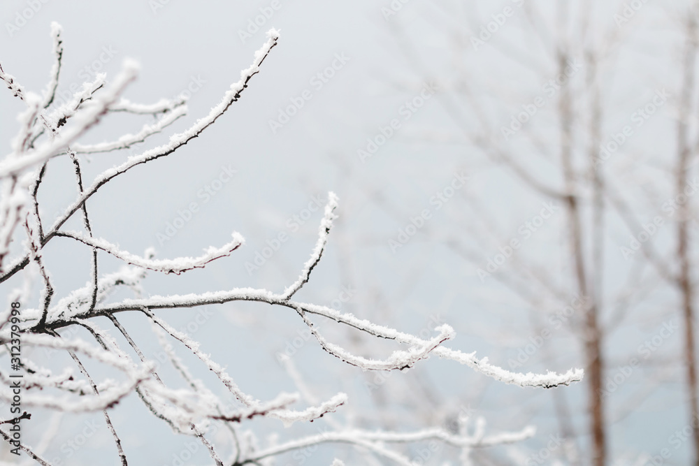 Trees in the snow in the morning.