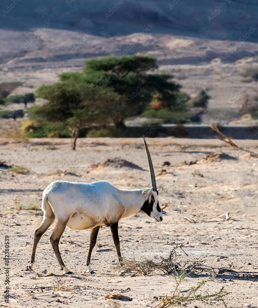 Fototapeta premium Antelope Arabian white oryx (Oryx dammah) inhabits native environments of Sahara desert, recently introduced into nature reserves of the Middle East