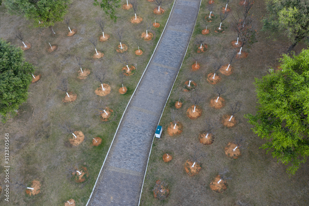 Obraz premium Aerial photography of many cherry trees on the lawn of subtropical park