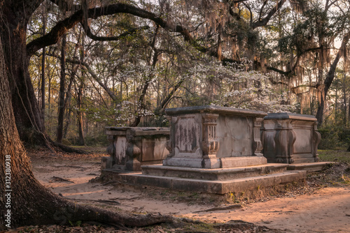 Canvas Print Three crypts in the shade of old trees covered in Spanish moss, surrounded by blossoming dogwoods in an abandoned church cemetery