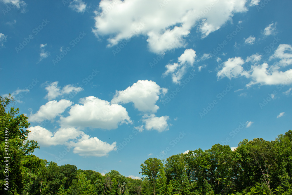 trees and blue sky