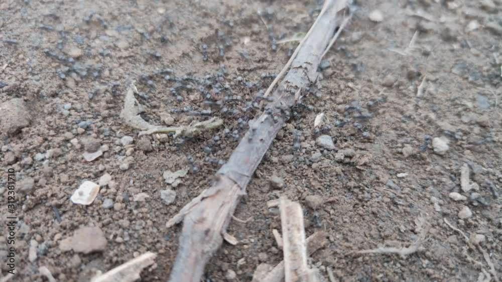 a view of a black ant colony walking in tansh and past the brown tree roots, soil, ants, rocks, roots, wild plants a view of a black ant colony walking in tansh and past the brown tree roots, soil, ants, rocks, roots, wild plants