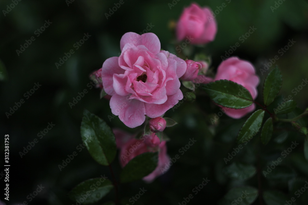 Pink rose on blurry background with green leaves. Beautiful flower close-up in a rose garden. Soft selective focus. Pink rose on blurry background with green leaves. Beautiful flower close-up in a rose garden. Soft selective focus.