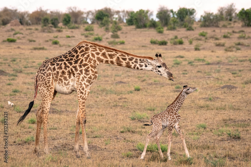 Mother giraffe tends to her newly born calf as it tries to walk on wobbly legs. Image taken in the Masai Mara  Kenya. 
