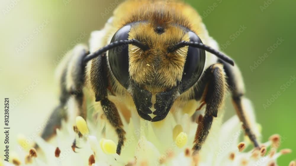 Macro portrait of a bee on a white flower.