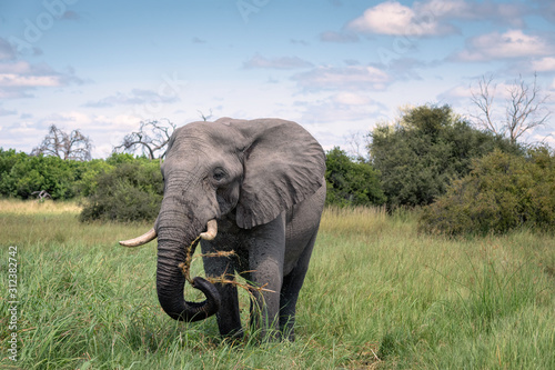 A large male elephant eating grass in a clearing. Image taken in the Okavango Delta  Botswana. 