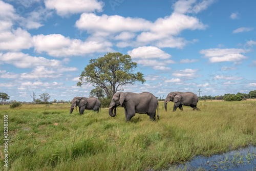 Three wild elephants feed on lush green grass.  Image taken in the Okavango Delta  Botswana.