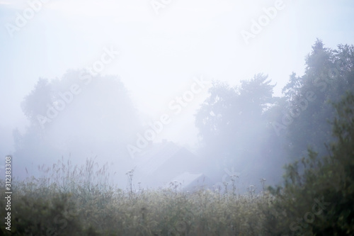 Fog in the field. Evening nature summer with white fog.