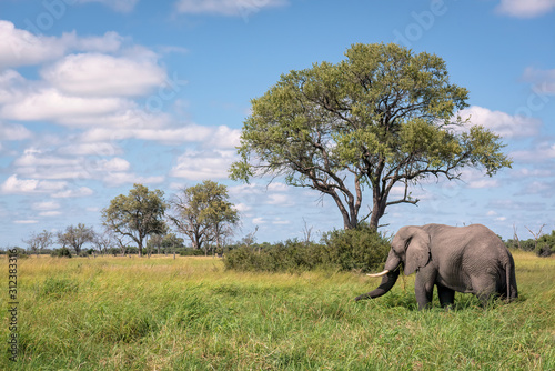 A large male elephant eating grass in a clearing. Image taken in the Okavango Delta  Botswana. 