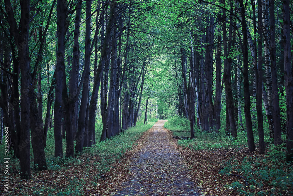 Fototapeta premium Bright spring greens at dawn in the forest. Nature comes to life in early spring.