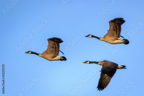 Flock of three Canada Geese flying in formation across a blue sky 
