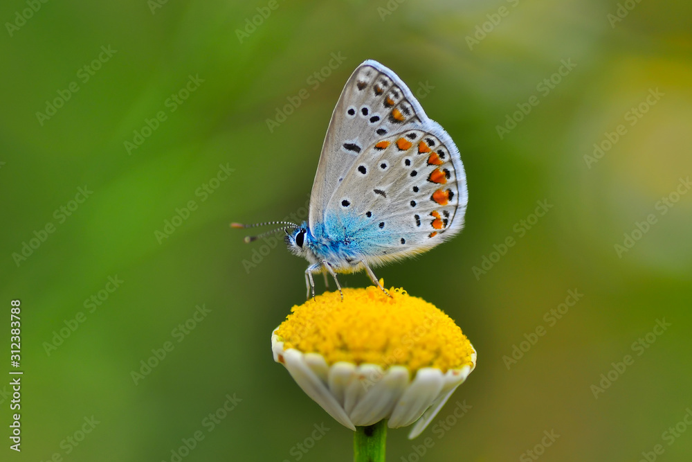 Obraz premium Beautiful butterfly sitting on flower in a summer garden