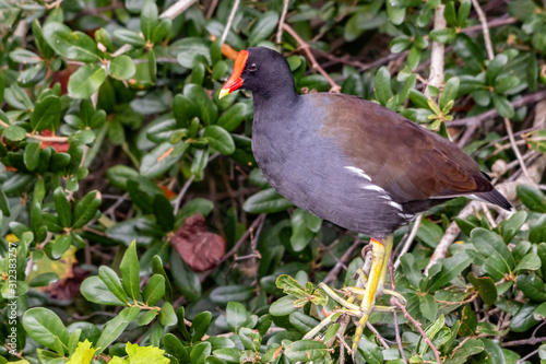 Marsh hen ( Moorhen ) stands in the bushes at the edge of a marsh © Karyn