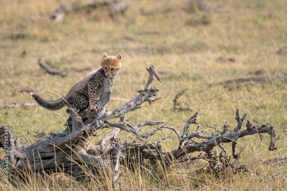 A tiny cheetah cub stands on the branch of a fallen tree. Image taken in the Masai Mara, Kenya. A tiny cheetah cub stands on the branch of a fallen tree. Image taken in the Masai Mara, Kenya.