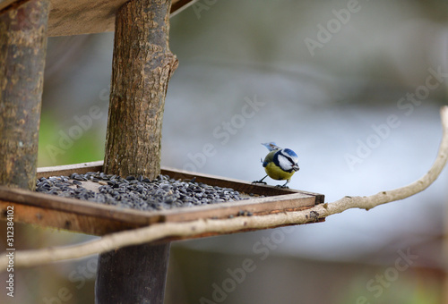 Feeding the blue tit with sunflower seeds in the garden