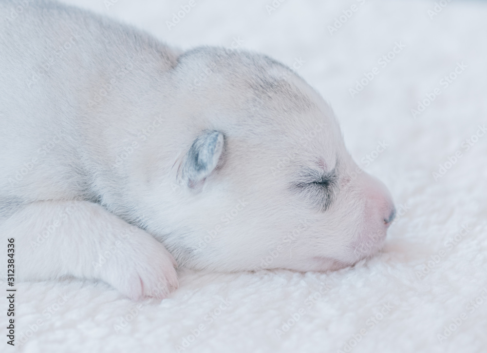 Cute puppy sleeping in a close-up picture Cute puppy sleeping in a close-up picture