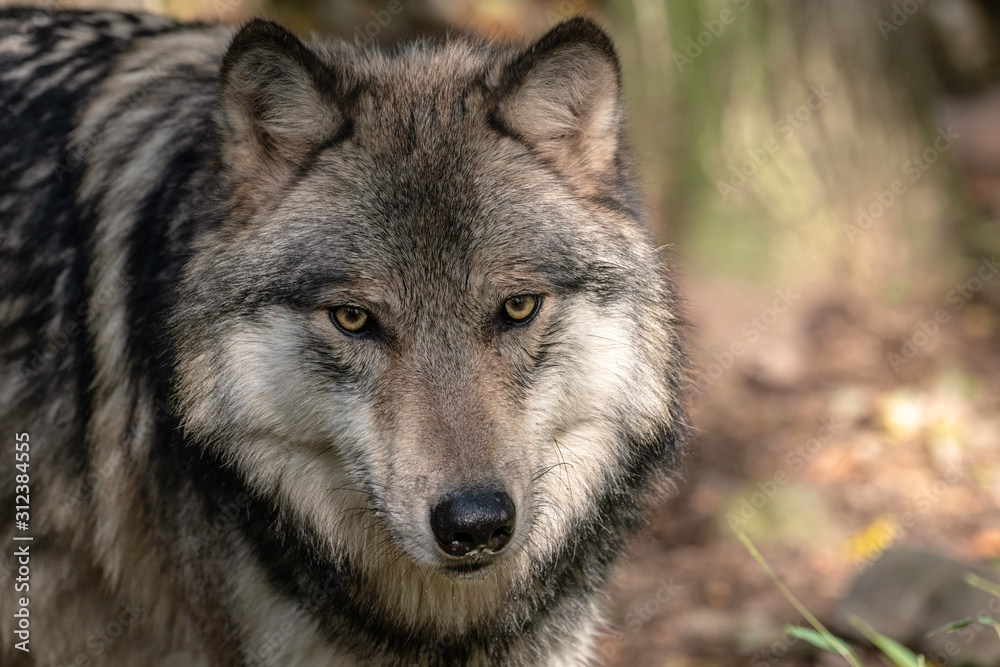 Close up portrait of a Timber Wolf (Gray Wolf or Grey Wolf).	