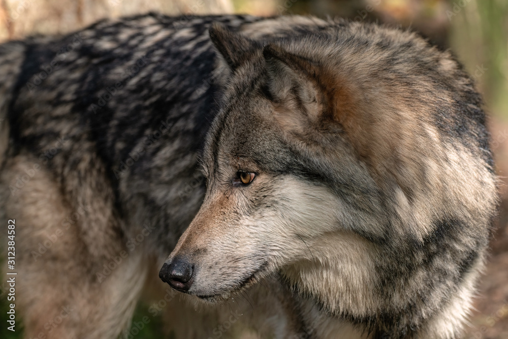 Close up portrait of a Timber Wolf (Gray Wolf or Grey Wolf).	