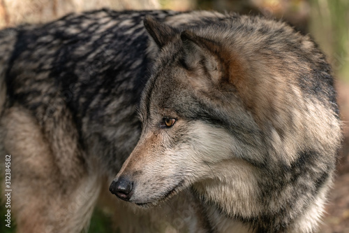 Close up portrait of a Timber Wolf  Gray Wolf or Grey Wolf . 