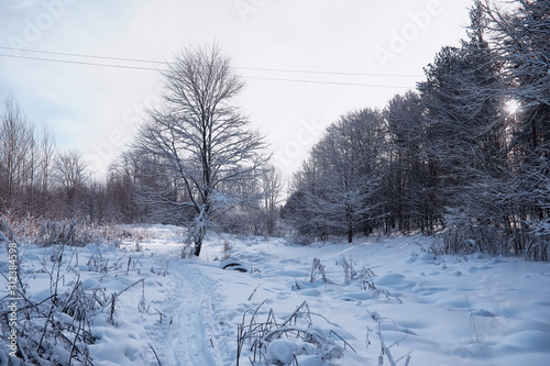 Winter forest landscape. Tall trees under snow cover. January frosty day in the park. © alexkich