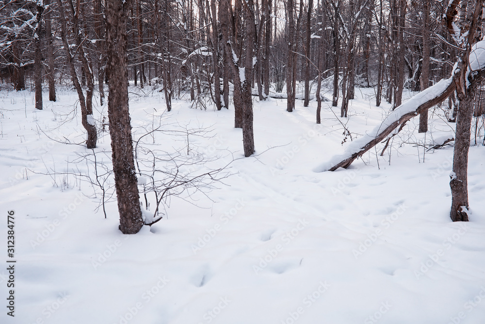 Winter forest landscape. Tall trees under snow cover. January frosty day in the park.